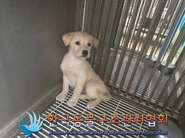 한국동물구조관리협회_441382202400653